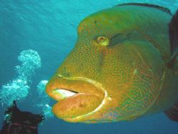 Napoleon Wrasse, "invading" the picture... Red Sea by Maurizio Carmini 